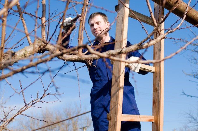 winter garden care