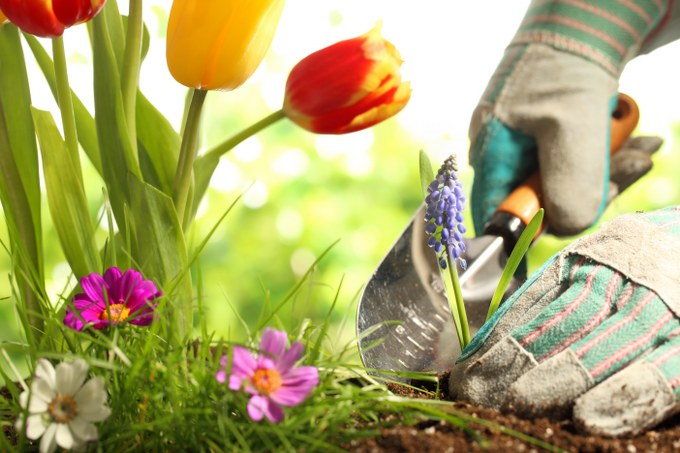 flower beds planting
