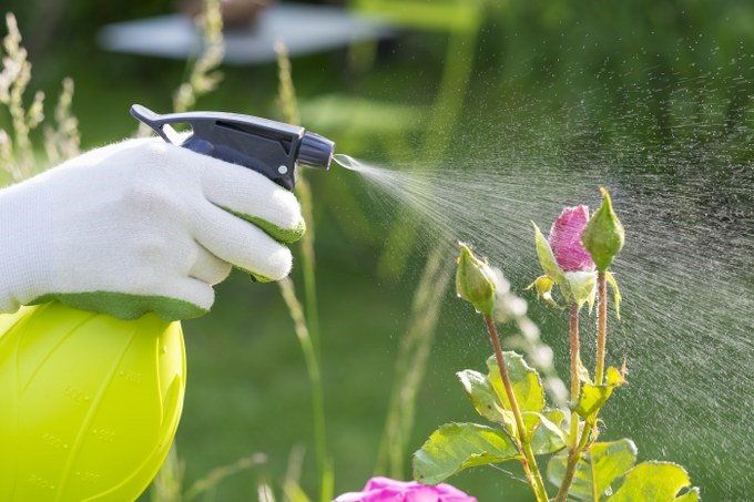 pest control