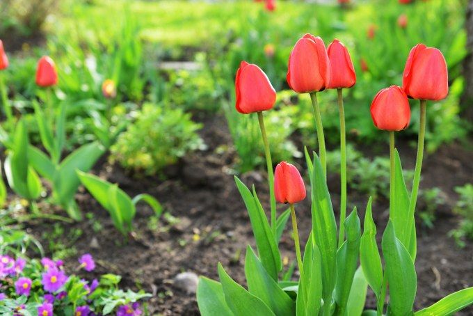 garden care