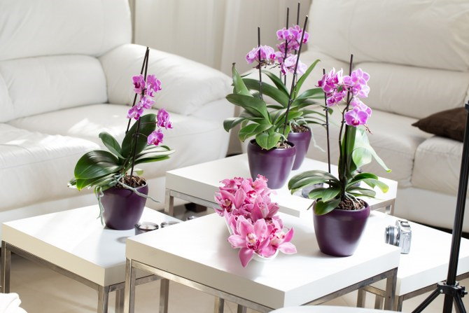 growing orchids