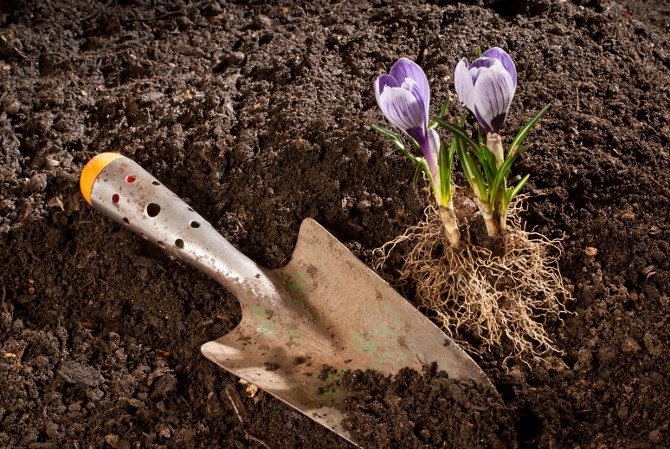 planting in the autumn