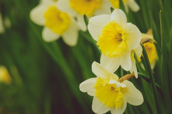 Georgie Boy Daffodil