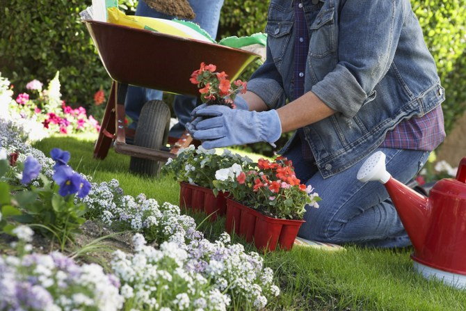 choosing plants