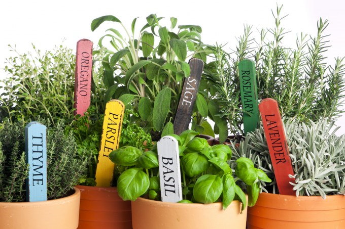 herbs in pots