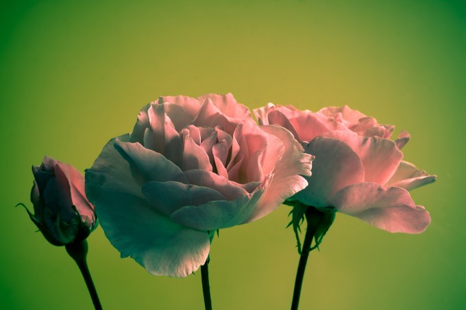 Queen Elizabeth Rose