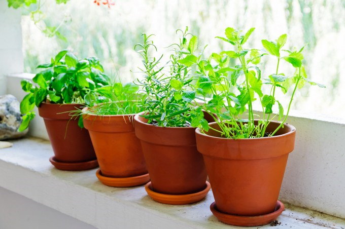 herbs indoors
