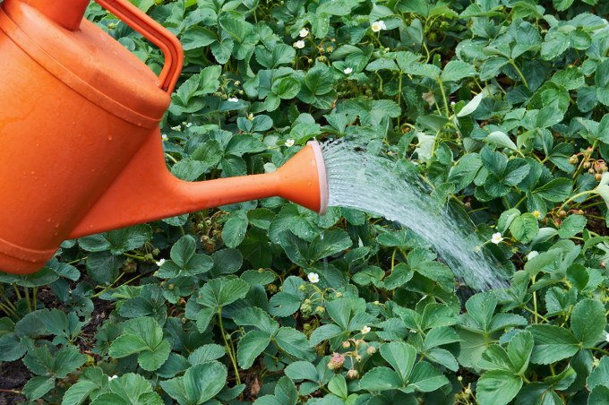 watering