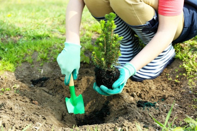 tree care