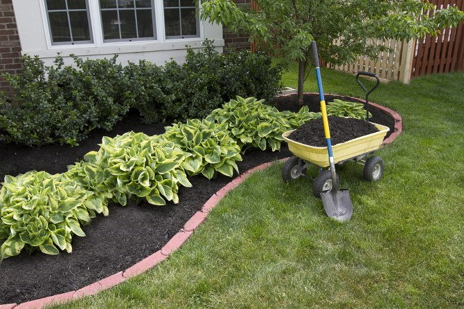planting hostas