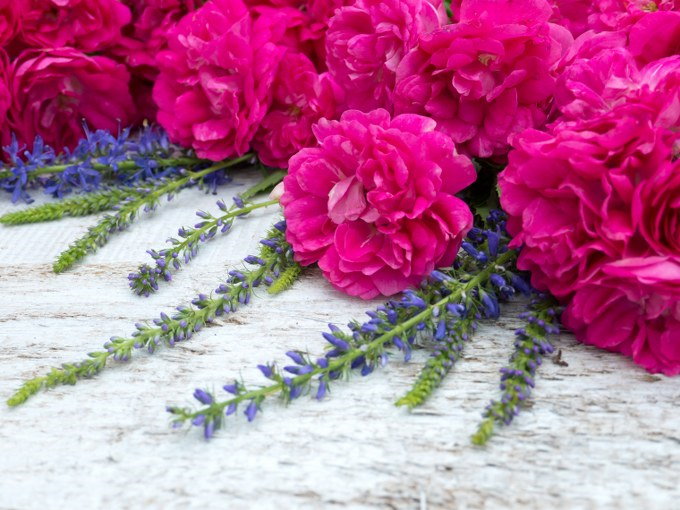 Princess Anne Rose