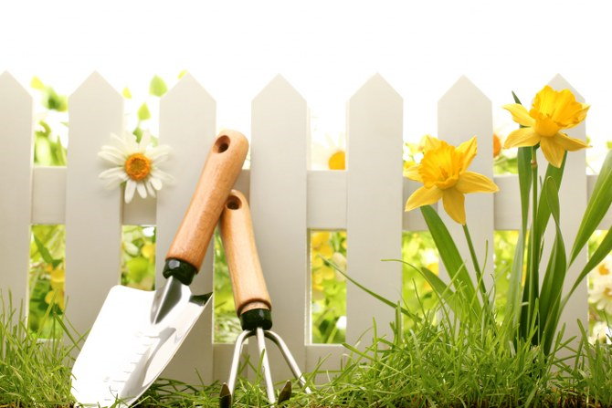 plant spring bulbs