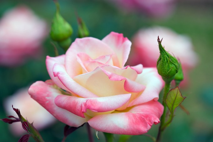 Flowers Named After Royals - Princess Diana Roses