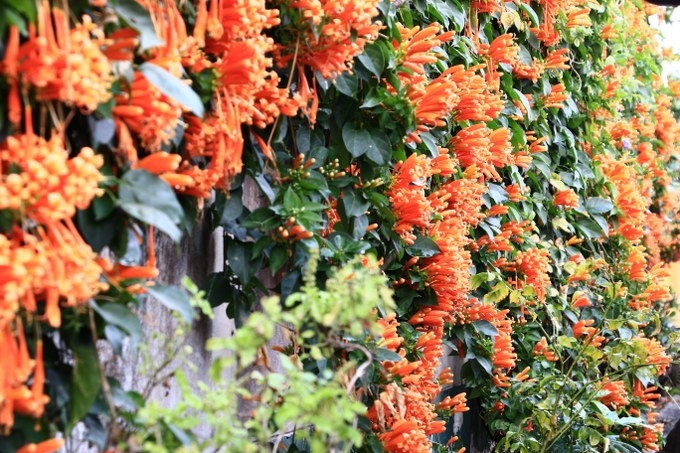 planting Trumpet Vine
