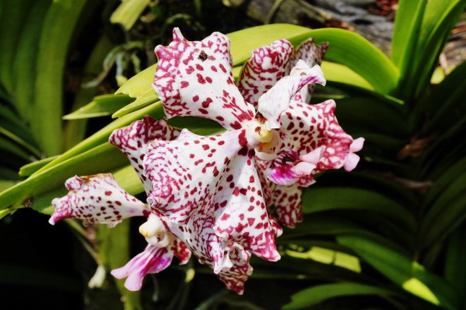 William Catherine Vanda