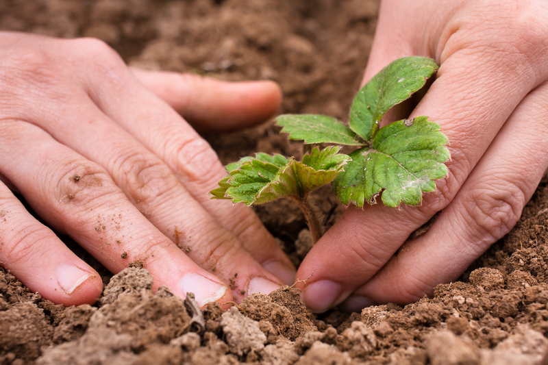 garden planting