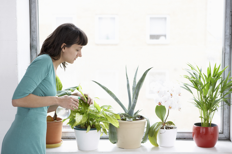 lawn care lawn