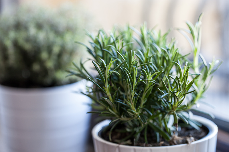 Lawn care lawn maintenance