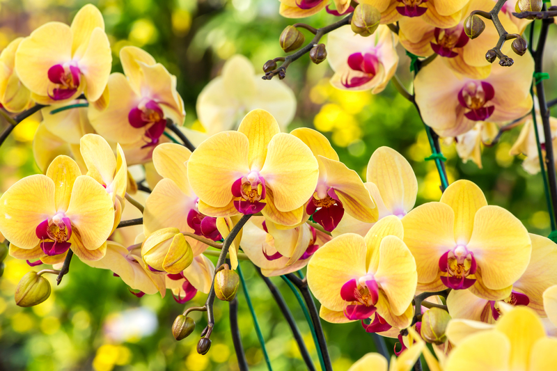 lawn care lawn maintenance