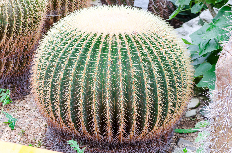 patio cleaning Garden