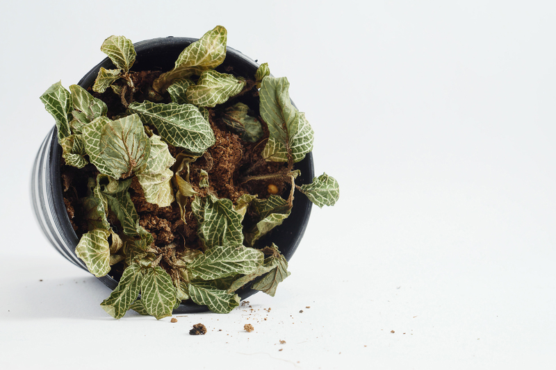 lawn care lawn maintenance