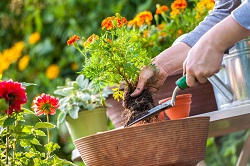 Erith gardening and maintenance services DA8