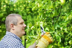 gardening services in Slade Green