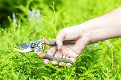 garden and landscape design SE12