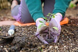 SE12 landscaping and gardening company in Lee